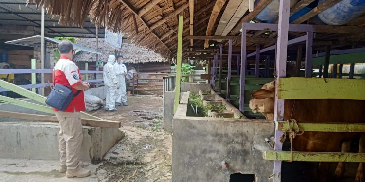Polisi Cek Deteksi Penyakit Mulut dan Kuku pada Ternak di Langsa