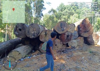 LBHK – Wartawan Cabang Berau Desak Kapolda Kaltim Usut Penebangan Kayu di Kecamatan Sambaliung, Berdalih Land Cliring, Hutan Dibabat Habis