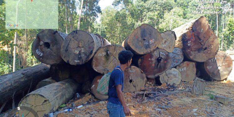 LBHK – Wartawan Cabang Berau Desak Kapolda Kaltim Usut Penebangan Kayu di Kecamatan Sambaliung, Berdalih Land Cliring, Hutan Dibabat Habis