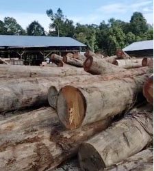 Di Tengah Hutan  Wilayah Usiran Aktivitas Illegal Logging  Telah Berlangsung Lama, Katanya Milik Guntur, Dimana Kapolda dan Kapolres Berau ?