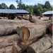 Di Tengah Hutan  Wilayah Usiran Aktivitas Illegal Logging  Telah Berlangsung Lama, Katanya Milik Guntur, Dimana Kapolda dan Kapolres Berau ?