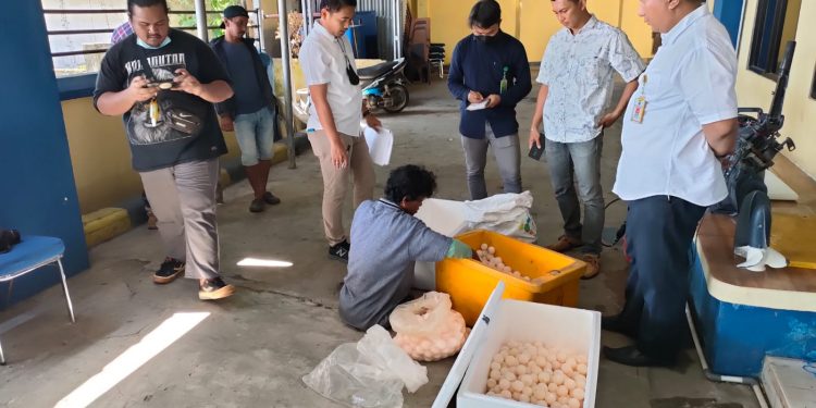 Ribuan Telur Penyu Hendak Diselundupkan Berhasil Digagalkan oleh Dit Polairud Polda Babel