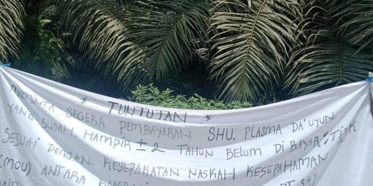 LBHK Wartawan Berau, Meminta PT. SKJ Segera Membayar Sawit Plasma Masyarakat Melalui Koperasi Dauyun, Sesuai RDP Dengan DPRD