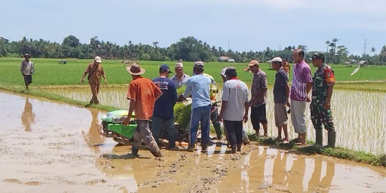 Bersama TNI, Dinas Pertanian Tanam Padi Dengan Rice Transplanter