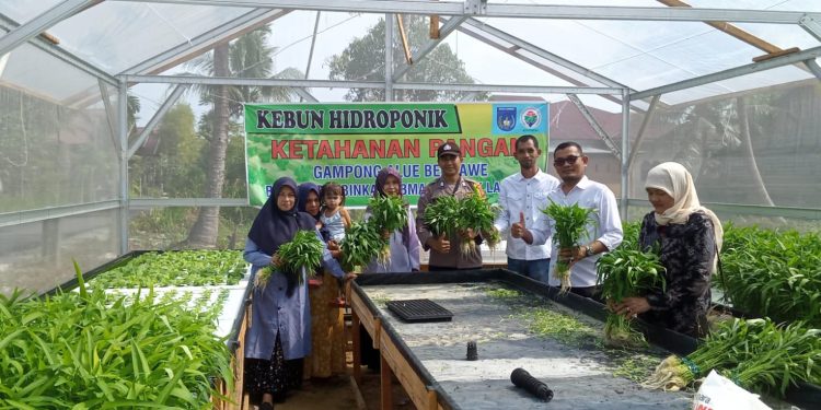 Geuchik Alue Brawe Panen Perdana Hidroponix
