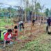 Semai Bibit Tanaman Satgas Pamtas RI-PNG Yonif 111/KB Dan Masyarakat Kampung Mawan Gelar Kampung Sejahtera*